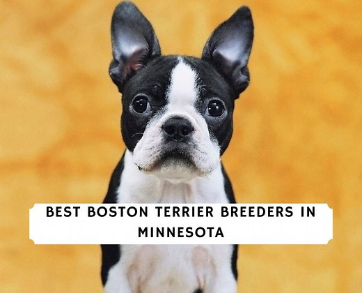 5 Best Boston Terrier Breeders in Minnesota! - We Love Doodles