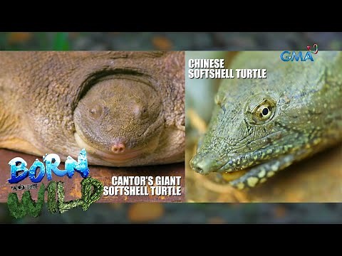Born to be Wild: Chinese softshell turtle vs. Cantor's giant softshell turtle