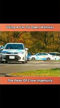 Using a car to open walnuts, the peak of crow ingenuity. #fyp