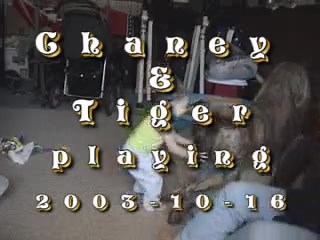 225K views · 94 reactions | Death Row Dog Rescue on Reels | Facebook