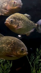 Dinner Time at the Red-Bellied Piranha Habitat! In this video, our fifteen red-bellied piranhas enjoy carnivore pellets dropped by aquarist Mackenzie. Although piranhas are often portrayed as ferocious predators in pop culture and media, these shy fish are opportunistic and omnivorous scavengers and much more likely to hide than to bite. Do you see those golden-glittery flecks on their bodies? For red-bellied piranhas, sparkles are more than just great fashion sense! These are called iridophores