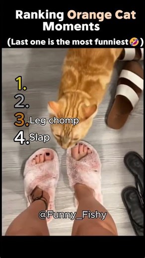 Ranking Orange Cat Behaviors🐱