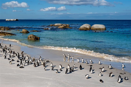 More than 60,000 penguins starve to death near Africa