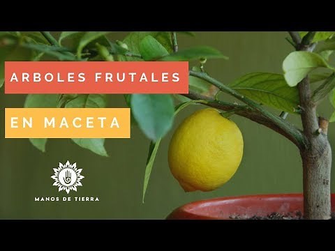 Como Plantar-Sembrar Árboles Frutales En Maceta 2025/cultivo de frutales