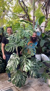What a pleasure hosting @costasworld & the team from @gardeningaustralia at my home :) If you’re in Australia, you can tune in tonight at 7.30PM AEST or watch it on iView anytime :) I’m also working on a BTS that I’ll share next week :) International friends, stay tuned … I’ll let you know once it’s on the tube :) . #plantsmakepeoplehappy #mosspole #monsteradeliciosavariegata | Sydneyplantguy