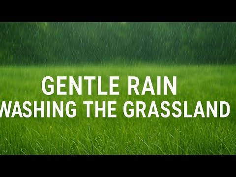 Gentle Rain Washing the Grassland — Relaxing Nature Sounds for Sleep, Study & Focus | Rain Ambience