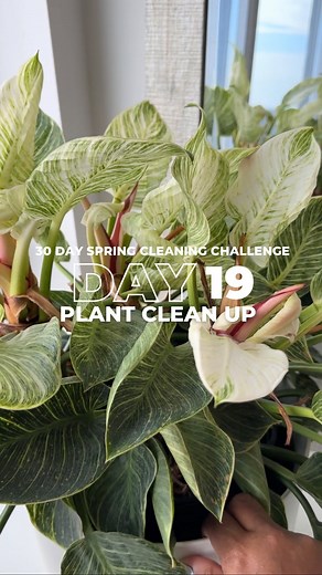 57K views · 23 reactions | Day 19 of the 30 Day Spring Cleaning...