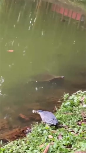 The green heron picked up a small piece of bread and used it as bait. Unexpectedly, it attracted a soft-shell turtle😁 #animals #heron
