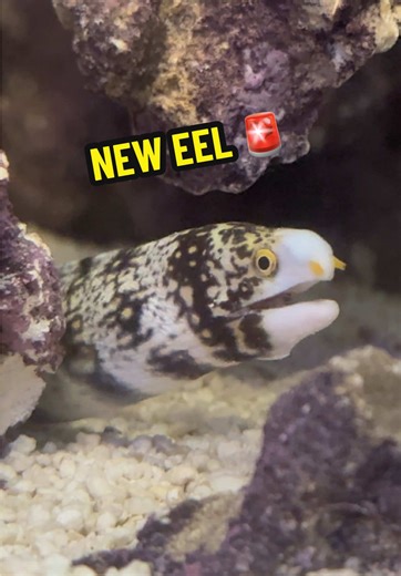 New Eel Arrival in Saltwater Aquarium