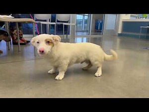 Meet Corey a Welsh Corgi Pembroke currently available for adoption! 1/22/2024 8:25:27 PM