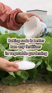 #planting #farming #farmer #plant #garden #agriculture #gardening #gardeningtips #farmlife #gardening101 #farmingtiktok #planttips #vegetables #planttiktok #planttips #vegetables #agricultura #plantingseason #gardeninghacks #gardentips #plants #DIY #fertilizer #ricewater #watering #wateringplants #ricewater | Planting Fever