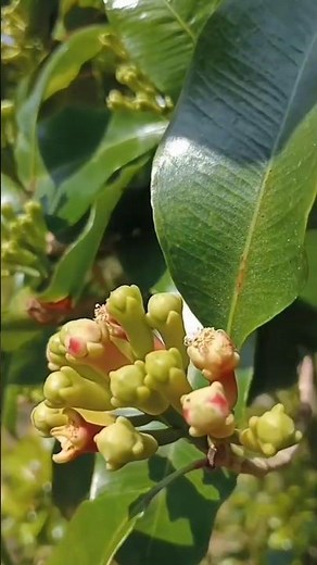 How to grow clove plant #cloves #clove #clove_farming #farming #gardening #grafting #viral #shorts