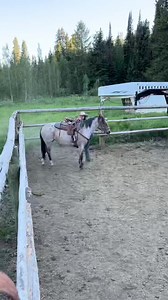 929K views · 10K reactions | First time breaking a colt! Definitely learned a lot and will be doing things different next time! Theres no better feeling than being the first person to ever ride this horse!! #horse #horsesofreels #coltstarting #wyoming | Daily Animal Stories | Facebook