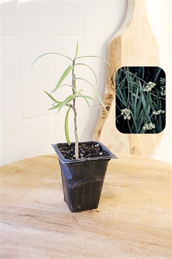 Australian Willow Plant Bonsai Starter Tree Seedling Drought Tolerant Variety Weeping Branch Ornamental Garden Accent Patio Non-invasive - Etsy