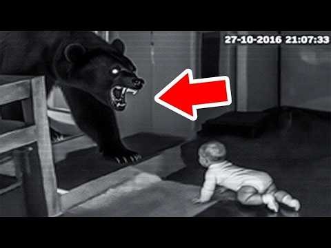 Animals That Came to People Without Asking