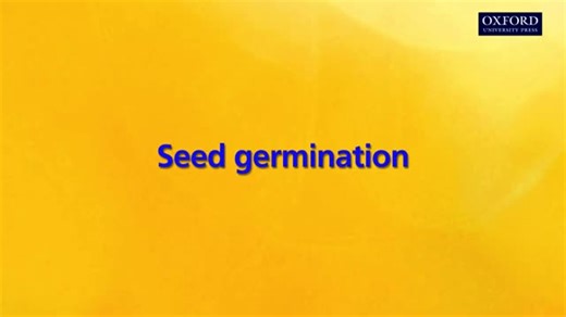 Seed Germination Process Explained: From Seed to Seedling