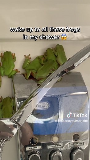 Frog Invasion in an Australian Bathroom