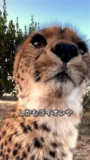 チーターの意外な性格