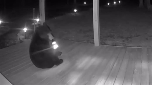 433K views · 11K reactions | This bear became intrigued by a "shiny" object (don't we all) and went to investigate. | USA TODAY | Facebook