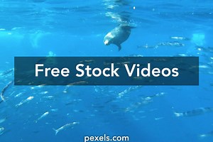 Eat Fast Food Videos, Download The BEST Free 4k Stock Video Footage & Eat Fast Food HD Video Clips
