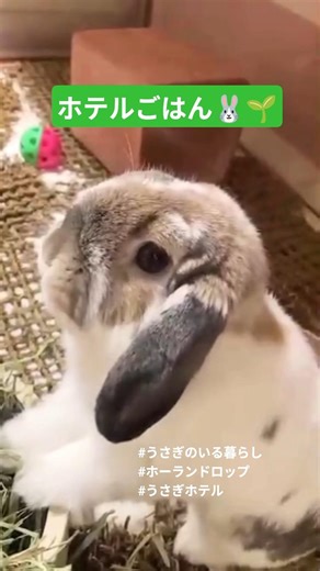 ホテルが居心地よすぎたうさぎさん🐰 #rabbit #ホーランドロップ #bunny #うさぎ #癒し #うさぎのいる暮らし #かわいい #cute