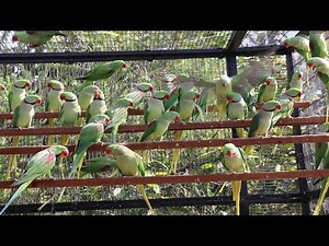 Raw Parrots Colony | Parrot Farming Profitable business | Raw Parrots Mutation Complete Information