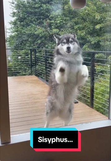 Exploring Sisyphus: Siberian Husky Adventures