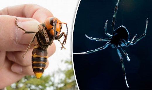 Venomous false black widow spiders terrorise the UK