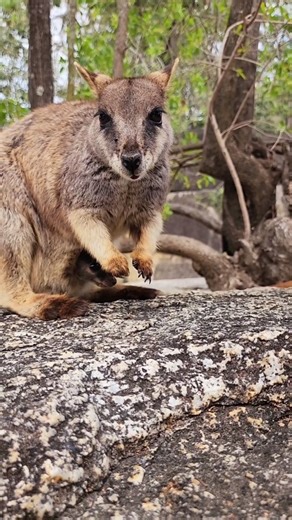 POV: You visit Mareeba just to see one of Queensland’s rarest locals, tiny, curious, and totally worth the trip. 🦘 The Mareeba rock-wallaby is endemic to a small region in Tropical North Queensland, meaning it’s naturally found only there and nowhere else in the world! They live among the granite boulders around the Tablelands. 📍 Mareeba – Atherton Tablelands #mareeba #tropicalnorthqueensland #exploretnq #australiawildlife #thisisqueensland #wallaby #australianwildlife #natgeoyourshot #aussiel