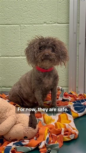 11K views · 277 reactions | MORE LIVES SAVED! Hoarding Case Update:...