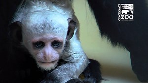 This is the first black and white colobus monkey to be born at the Cincinnati Zoo in 25 years! | Cincinnati Zoo & Botanical Garden