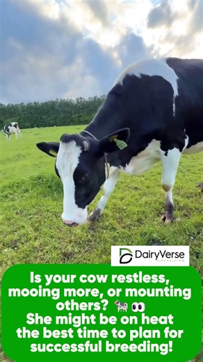 Is your cow restless, mooing more, or mounting others? 🐄👀 She might be on heat, the best time to plan for successful breeding! Don’t miss the signs. #DairyverseTips #HeatDetection #SmartFarming #HealthyCows | Dairyverse