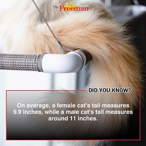 12 reactions · 3 comments | DID YOU KNOW? Male cats have longer tails than females | via Ramon Taguchi #TheFreeman | The Freeman | Facebook