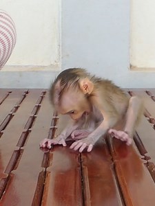 9.9K views · 306 reactions | Baby Monkey, Little Bom's Monkey Family, Ep 103 | Mr Bon | Facebook