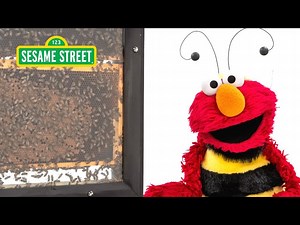Sesame Street: Elmo and Kids Meet a Beekeeper featuring @hihokids - Videos For Kids