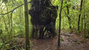 A Tree in Costa Rica Rainforest with Many Plants and Forest Stock Footage - Video of jose, fern: 254410962