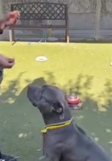 LESS THAN 24 HOURS LEFT — DONNER DIES WEDNESDAY 2/4 @ 8AM Donner is currently at South LA / Chesterfield Square Animal Shelter. He is 5 years old and arrived as a stray in November. Since then, he’s become a favorite of staff and volunteers because of how gentle, sweet, and affectionate he is with people. He loves treats, toys, and especially human attention — he just wants to be close to someone. Shortly after arriving, Donner contracted an upper respiratory infection and was placed on kennel i