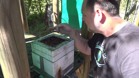 What does native bee honey taste like?