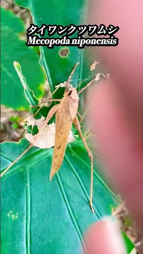 クツワムシは冬もいる 沖縄の昆虫 insects