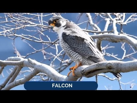 11 Most Trending Incredible Bird Attacks Caught on Camera