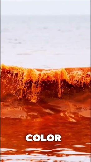 Red Tide: The Deadly Ocean Phenomenon