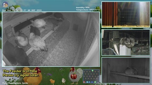 Livestream is back! @rooville @dashducks