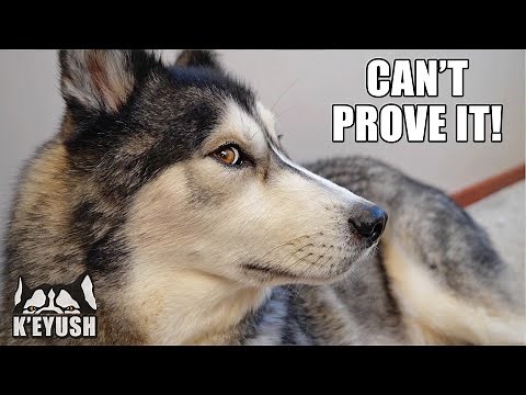 Husky Gets MAD When He’s Hungry! Denies Destroying Toy!