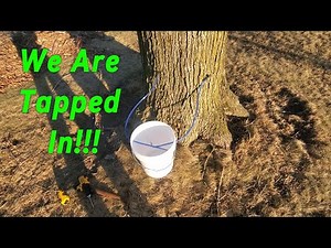 Watch how I tap my maple trees and bucket setup. First taps of the year for maple syrup.