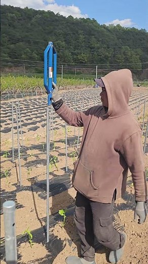 Easier and faster than a hammer: How to use a chili pepper stake driver (God of Farming)
