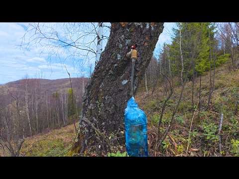 How to Harvest Birch Sap | Natural Spring Water from Trees 🌿