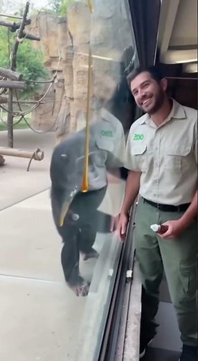 Chimpanzee Goes WILD for Honey! Sticky & Excited Primate 🍯