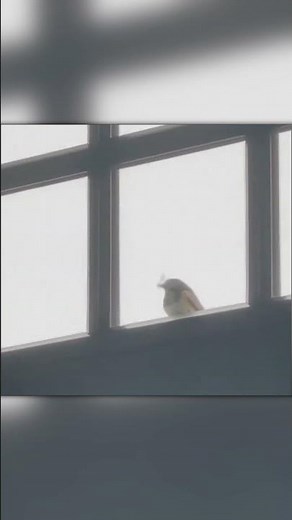 Cat Gives This Bird No Chance!