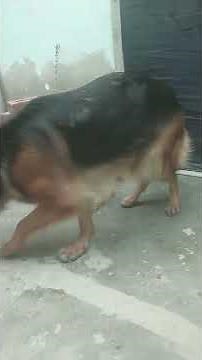 German shepherd mating#mating #dogmating #germanshepherdmating #dogsex #gsdmating #gsdcrossing