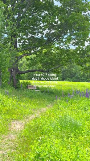 New England Spring Blooms: Steere Hill Trail